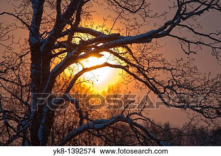 Tree Branches Silhouette against Sun View Large Photo Image Picture - Tree Branches Silhouette against Sun. Fotosearch