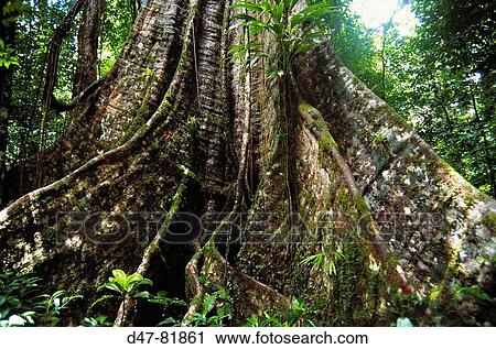 Tree buttress, rainforest. Dominica Island, West Indies View Large Photo Image Stock Image - Tree buttress, rainforest. Dominica Island, West Indies. Fotosearch