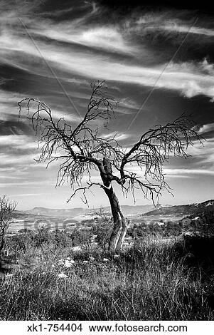 Tree, Casas del Seor, Pinoso, Alicante province, Comunidad Valenciana, Spain View Large Photo Image Picture - Tree, Casas del Seor, Pinoso, Alicante province, Comunidad Valenciana, Spain. Fotosearch