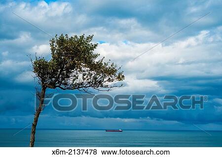 Tree. Cobaron. Muskiz, Biscay, Basque Country, Spain, Europe. View Large Photo Image Stock Photo - Tree. Cobaron. Muskiz, Biscay, Basque Country, Spain, Europe.. Fotosearch