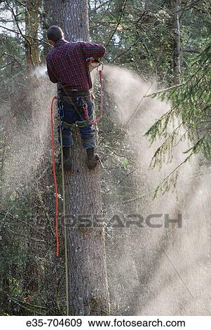 Tree cutting, safety line, fir tree cutting, chainsaw use View Large Photo Image Stock Photo - Tree cutting, safety line, fir tree cutting, chainsaw use. Fotosearch