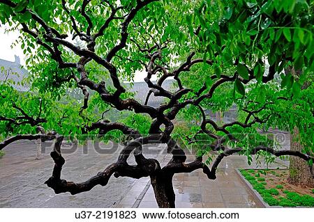 Stock Image - Tree. Daxiangguo temple, Kaifeng, Henan Province, China. Fotosearch