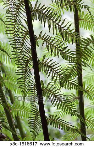 Tree Fern in Melba Gully, Great Otway National Park, Victoria, Australia View Large Photo Image Stock Photo - Tree Fern in Melba Gully, Great Otway National Park, Victoria, Australia. Fotosearch