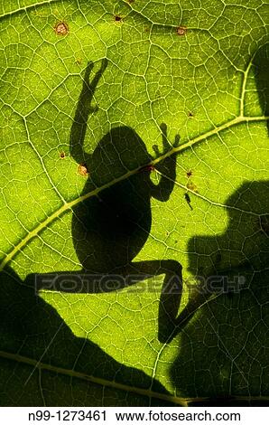 Tree Frog (Hyla arborea), climbing on a leaf, silhouette in back light, Bavaria, Germany View Large Photo Image Stock Image - Tree Frog (Hyla arborea), climbing on a leaf, silhouette in back light, Bavaria, Germany. Fotosearch