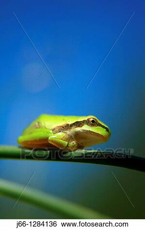 Stock Photograph - Tree frog Hyla meridionalis in the Sierra de Albarrac? n. Teruel.. Fotosearch