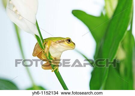 Tree frog, Japan, Fukushima View Large Photo Image Picture - Tree frog, Japan, Fukushima. Fotosearch