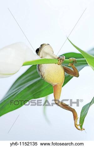 Tree Frog, Japan, Fukushima View Large Photo Image Stock Photography - Tree Frog, Japan, Fukushima. Fotosearch