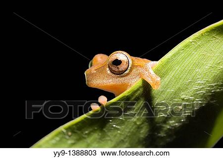 Tree Frog - La Selva Jungle Lodge, Amazon Region, Ecuador View Large Photo Image Stock Image - Tree Frog - La Selva Jungle Lodge, Amazon Region, Ecuador. Fotosearch