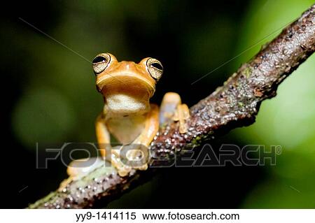 Stock Photography - Tree Frog - La Selva Jungle Lodge, Amazon Region, Ecuador. Fotosearch