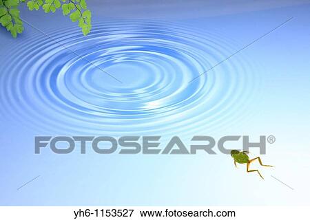 Stock Photo - Tree frog swimming towards ripple in water, Japan, Fukushima. Fotosearch