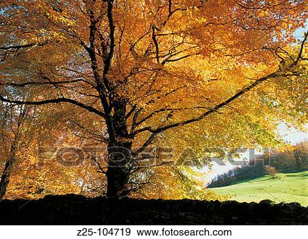 Stock Photo - Tree. Grasmere. Cumbria. England. Fotosearch