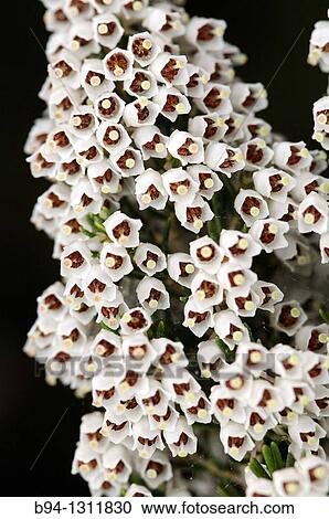 Stock Image - Tree heat flowers. Erica arborea. Family Ericaceae. Torrelles de Llobregat. Barcelona. Catalonia. Spain.. Fotosearch