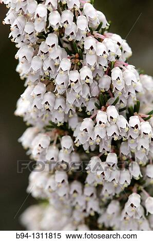 Stock Photography - Tree heat flowers. Erica arborea. Family Ericaceae. Torrelles de Llobregat. Barcelona. Catalonia. Spain.. Fotosearch
