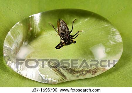 Tree hopper trapped in water droplet. View Large Photo Image Stock Image - Tree hopper trapped in water droplet.. Fotosearch