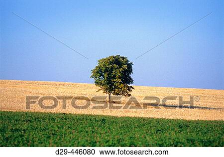 Tree in a field, Southern Bohemia. Czech Republic View Large Photo Image Stock Image - Tree in a field, Southern Bohemia. Czech Republic. Fotosearch