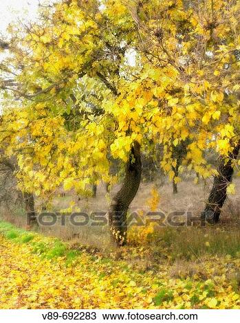 Stock Image - Tree in autumn. Madrid province, Spain. Fotosearch