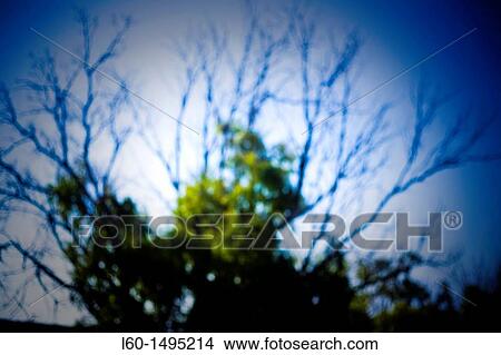 Picture - Tree, In Cabo de Gata, Almeria, Spain. Fotosearch