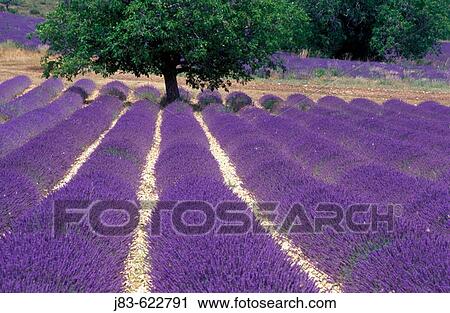 Tree in Lavender field, Plateau de Vaucluse, Sault, Provence, France View Large Photo Image Stock Image - Tree in Lavender field, Plateau de Vaucluse, Sault, Provence, France. Fotosearch