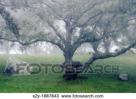 Tree in soft mist, Martha's Vineyard, Massachusetts, USA View Large Photo Image Stock Image - Tree in soft mist, Martha's Vineyard, Massachusetts, USA. Fotosearch