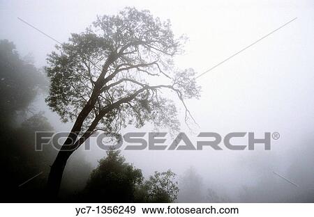 Stock Photo - tree in the fog. Fotosearch