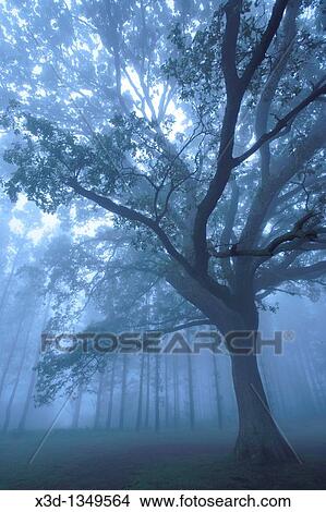Tree in the Mist View Large Photo Image Picture - Tree in the Mist. Fotosearch