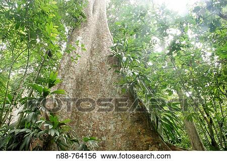 Tree in tropical rainforest, Henri Pittier National Park, Venezuela View Large Photo Image Stock Photograph - Tree in tropical rainforest, Henri Pittier National Park, Venezuela. Fotosearch