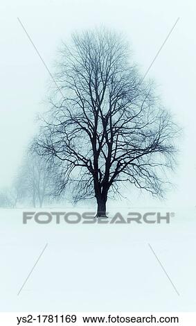 Tree in winter landscape View Large Photo Image Stock Photo - Tree in winter landscape. Fotosearch