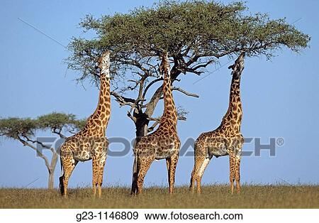 Tree killing giraffes View Large Photo Image Stock Photo - Tree killing giraffes. Fotosearch