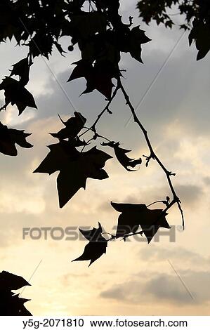 tree leaves silhouette in rome italy. View Large Photo Image Stock Image - tree leaves silhouette in rome italy.. Fotosearch
