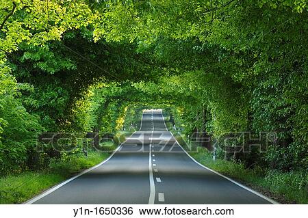Tree-lined Country Road, Germany, Mecklenburg-Vorpommern, Island of Ruegen View Large Photo Image Stock Photograph - Tree-lined Country Road, Germany, Mecklenburg-Vorpommern, Island of Ruegen. Fotosearch