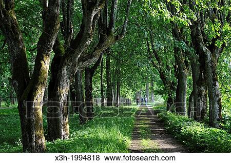 tree-lined path, Krimulda, around Sigulda, Gauja National park, Vidzeme Region, Latvia, Baltic region, Northern Europe. View Large Photo Image Stock Photo - tree-lined path, Krimulda, around Sigulda, Gauja National park, Vidzeme Region, Latvia, Baltic region, Northern Europe.. Fotosearch