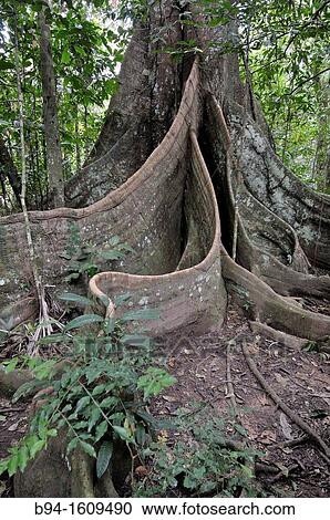 Tree, Madidi National Park in the upper Amazon river basin in Bolivia. View Large Photo Image Stock Image - Tree, Madidi National Park in the upper Amazon river basin in Bolivia.. Fotosearch