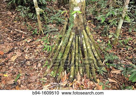 Stock Image - Tree, Madidi National Park in the upper Amazon river basin in Bolivia.. Fotosearch