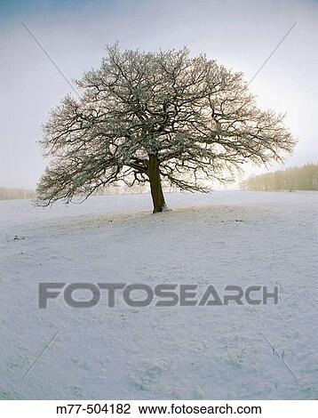 Stock Image - Tree, oak (Quercus robur), winter, snow, landscape, cold, blue. Roddinge, Sk? ne.. Fotosearch