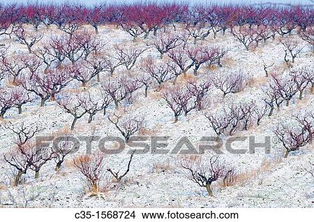 tree of peach View Large Photo Image Picture - tree of peach. Fotosearch