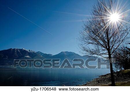 Tree on an alpine lakefront in backlight with sunbeams View Large Photo Image Stock Photo - Tree on an alpine lakefront in backlight with sunbeams. Fotosearch