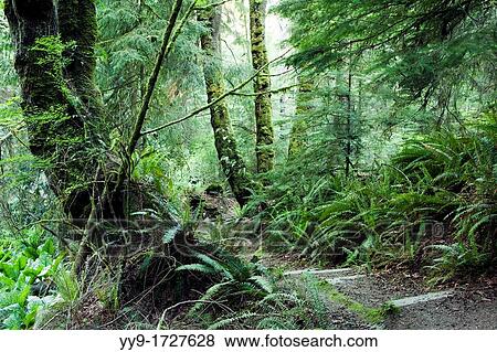 Tree Pattern - South Whidbey Island State Park - Whidbey Island - Washington, USA View Large Photo Image Stock Photo - Tree Pattern - South Whidbey Island State Park - Whidbey Island - Washington, USA. Fotosearch