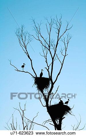 Stock Image - Tree plenty of stork nestes. Ciudad Real province, Castilla-La Mancha, Spain. Fotosearch