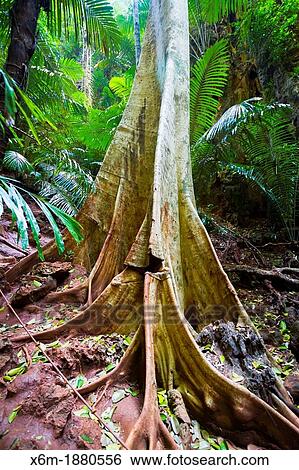Tree roots Railay Krabi province, Thailand View Large Photo Image Stock Photograph - Tree roots Railay Krabi province, Thailand. Fotosearch