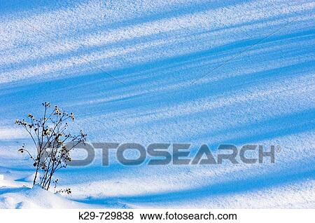 Stock Photo - Tree shadows on snow with dead asters protruding through snow. Ontario, Canada. Fotosearch