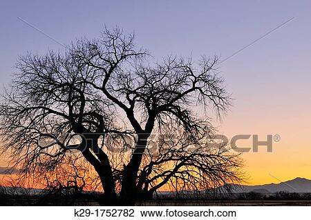 Tree silhouettes at dawn, Ladd S Gordon Management area, Bernardo, New Mexico, USA View Large Photo Image Stock Image - Tree silhouettes at dawn, Ladd S Gordon Management area, Bernardo, New Mexico, USA. Fotosearch