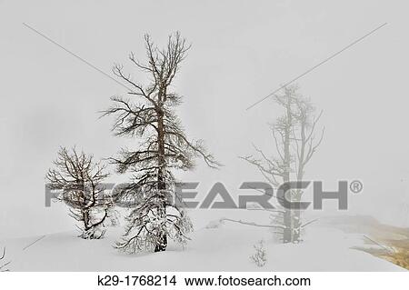 Tree snags and fresh snow at Palette Spring, Mammoth Hot Springs, Yellowstone NP, Wyoming, USA View Large Photo Image Picture - Tree snags and fresh snow at Palette Spring, Mammoth Hot Springs, Yellowstone NP, Wyoming, USA. Fotosearch