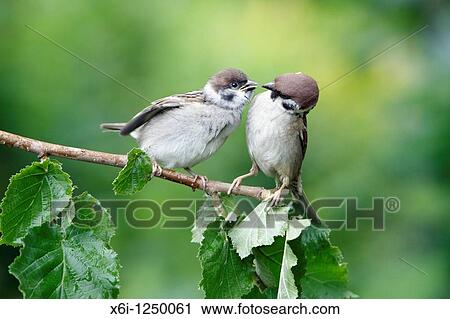 Tree Sparrow Passer montanus, young bird begging for food from parent, Germany View Large Photo Image Stock Image - Tree Sparrow Passer montanus, young bird begging for food from parent, Germany. Fotosearch