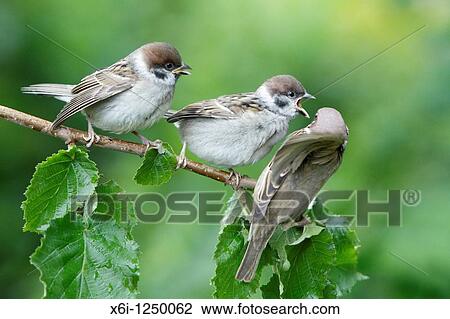 Tree Sparrow Passer montanus, young birds begging for food from parent, Germany View Large Photo Image Stock Image - Tree Sparrow Passer montanus, young birds begging for food from parent, Germany. Fotosearch