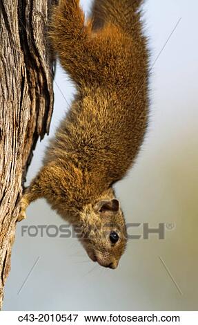 Stock Photo - Tree Squirrel (Paraxerus cepapi) - Kruger National Park, South Africa.. Fotosearch