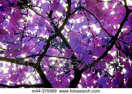 Tree View Large Photo Image Stock Photo - Tree. Fotosearch