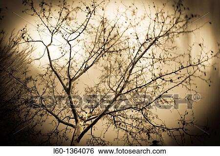 Tree View Large Photo Image Stock Photograph - Tree. Fotosearch