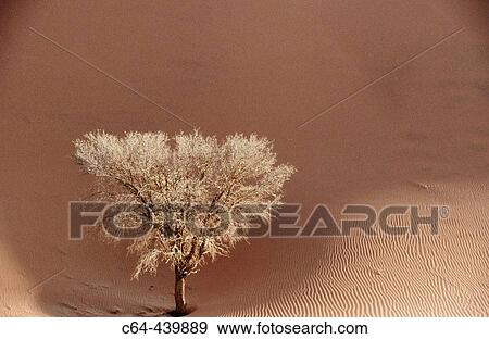 Tree threatened by advancing dunes. Namib desert. Namibia View Large Photo Image Stock Photo - Tree threatened by advancing dunes. Namib desert. Namibia. Fotosearch