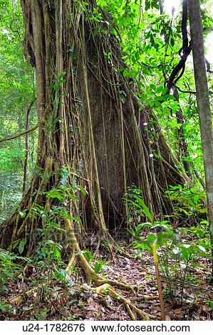 Tree Trunk in Primary Dipterocarp Rainforest, Danum Valley Conservation Area, Borneo, Sabah, Malaysia View Large Photo Image Stock Photograph - Tree Trunk in Primary Dipterocarp Rainforest, Danum Valley Conservation Area, Borneo, Sabah, Malaysia. Fotosearch