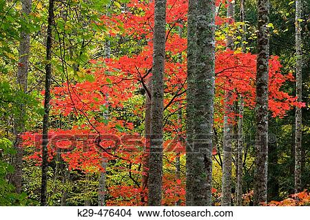 Tree trunks and colourful foliage near Elkmont, Southern Appalachian autumn woodland. Great Smoky Mountains NP, TN, USA View Large Photo Image Picture - Tree trunks and colourful foliage near Elkmont, Southern Appalachian autumn woodland. Great Smoky Mountains NP, TN, USA. Fotosearch